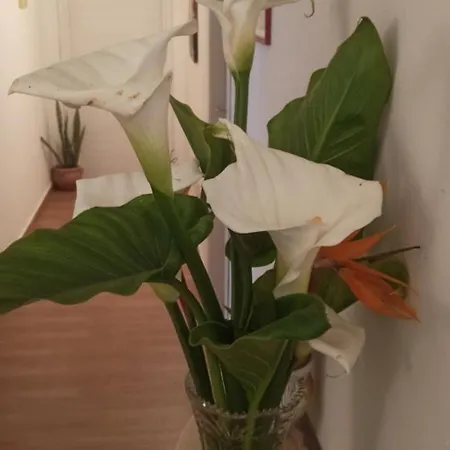New
