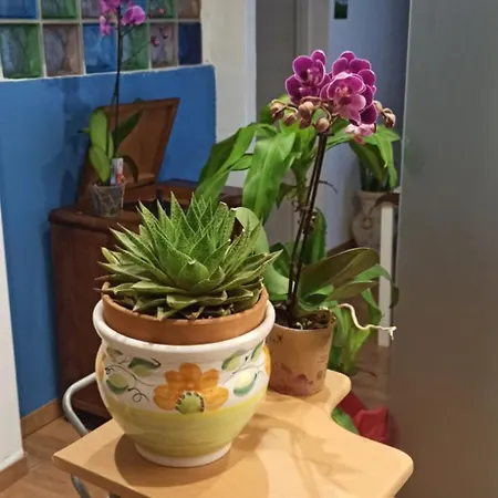 New